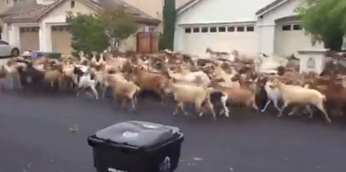 Goats roam free in San Jose