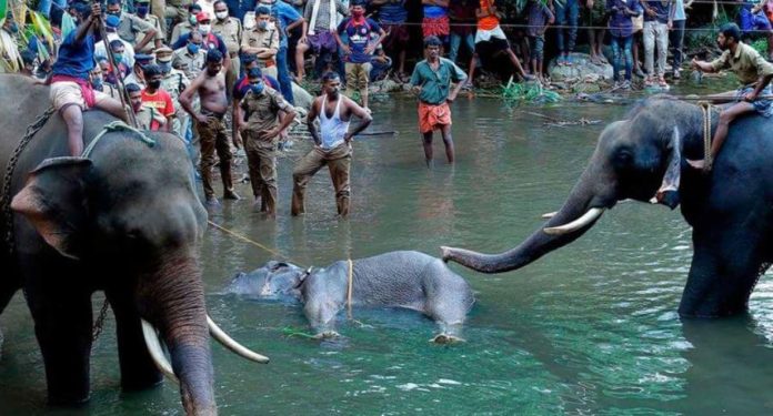 Pregnant Elephant Dies In Kerala After Fed Pineapale With Crackers